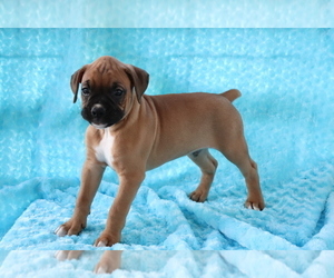 Boxer Puppy for sale in SHILOH, OH, USA