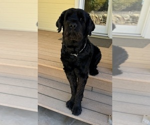 Black Russian Terrier Dog for Adoption in PRESCOTT VALLEY, Arizona USA