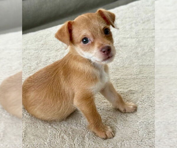 Medium Photo #1 Chihuahua-Unknown Mix Puppy For Sale in Plainfield, IL, USA