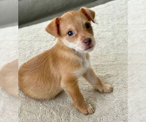 Chihuahua-Unknown Mix Dogs for adoption in Plainfield, IL, USA