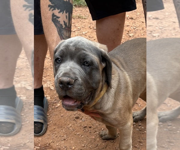 Medium Photo #5 Cane Corso Puppy For Sale in ROCKMART, GA, USA