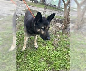 German Shepherd Dog Dogs for adoption in Houston, TX, USA