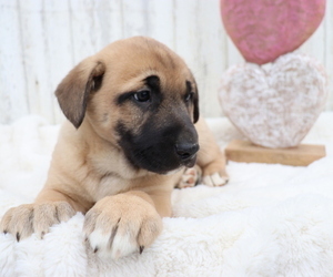 Anatolian Shepherd-German Shepherd Dog Mix Puppy for sale in HONEY BROOK, PA, USA