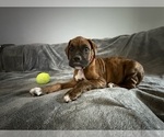 Small Photo #45 Boxer Puppy For Sale in WEST COLUMBIA, SC, USA