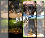 Small Photo #25 Pembroke Welsh Corgi-Scottish Terrier Mix Puppy For Sale in GREELEY, CO, USA