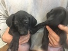 Small Photo #32 Vizsla-Weimaraner Mix Puppy For Sale in STANFORD, IL, USA