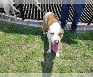 American Pit Bull Terrier Dogs for adoption in Houston, TX, USA