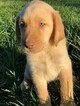 Small Photo #20 Labrador Retriever Puppy For Sale in EATONVILLE, WA, USA