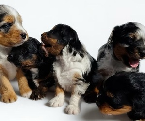 Aussiedoodle Miniature  Puppy for Sale in JENNINGS, Louisiana USA