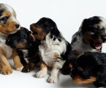 Small Aussiedoodle Miniature 