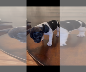 French Bulldog Puppy for sale in ZOLFO SPRINGS, FL, USA