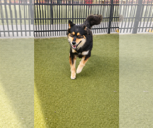 Medium Photo #2 Australian Shepherd-Collie Mix Puppy For Sale in Dallas, TX, USA