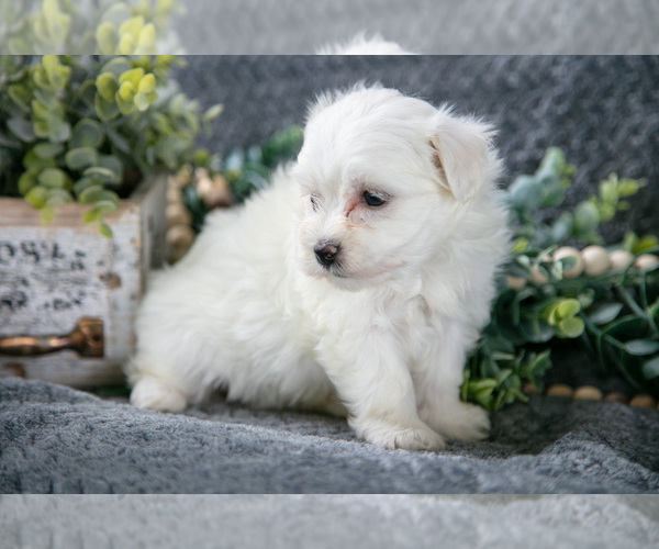 Medium Photo #6 Maltese Puppy For Sale in HOLMESVILLE, OH, USA