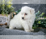 Small Photo #6 Maltese Puppy For Sale in HOLMESVILLE, OH, USA