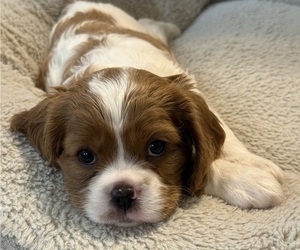 Medium Cavalier King Charles Spaniel