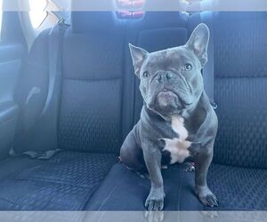 French Bulldog Puppy for sale in PHOENIX, AZ, USA