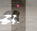 Small #1 Boston Terrier