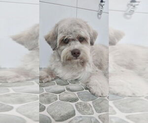 Havanese Dogs for adoption in San Diego, CA, USA