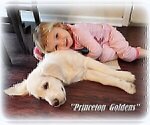 Small Photo #16 English Cream Golden Retriever Puppy For Sale in PRINCETON, WV, USA