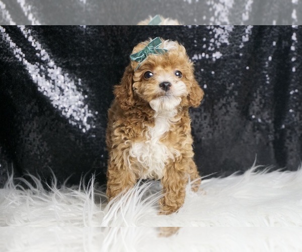 Medium Photo #4 Poodle (Toy) Puppy For Sale in WARSAW, IN, USA