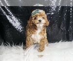 Small #3 Poodle (Toy)