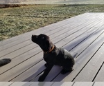 Small Photo #19 Labrador Retriever Puppy For Sale in LONGMONT, CO, USA