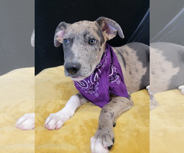 Medium Photo #3 Catahoula Leopard Dog-Unknown Mix Puppy For Sale in Mt. Laurel, NJ, USA
