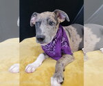Small Photo #3 Catahoula Leopard Dog-Unknown Mix Puppy For Sale in Mt. Laurel, NJ, USA