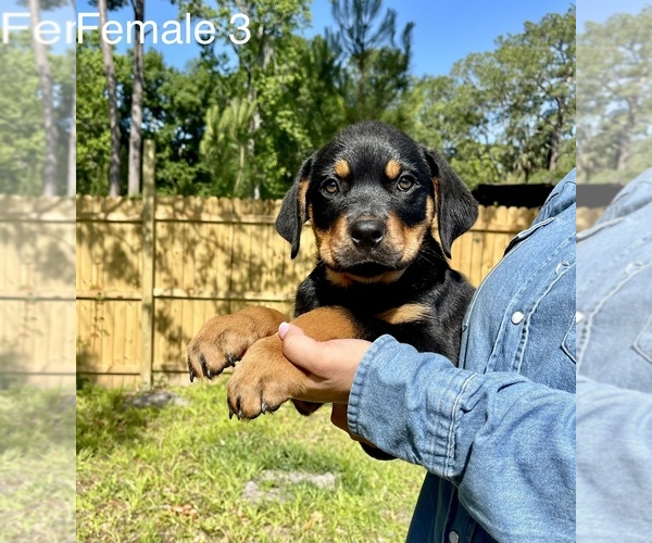Medium Photo #1 Rottweiler Puppy For Sale in OCALA, FL, USA