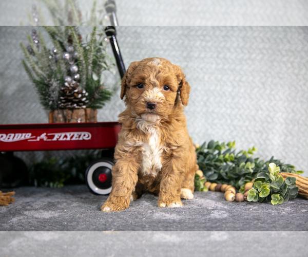 Medium Photo #3 Poodle (Miniature) Puppy For Sale in WOLCOTTVILLE, IN, USA