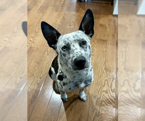 Mutt Dogs for adoption in Garden City, NY, USA