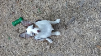 Miniature Australian Shepherd Puppy for sale in EDGEMOOR, SC, USA