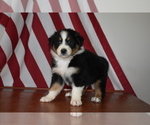 Small Photo #3 Australian Shepherd Puppy For Sale in MIFFLINBURG, PA, USA
