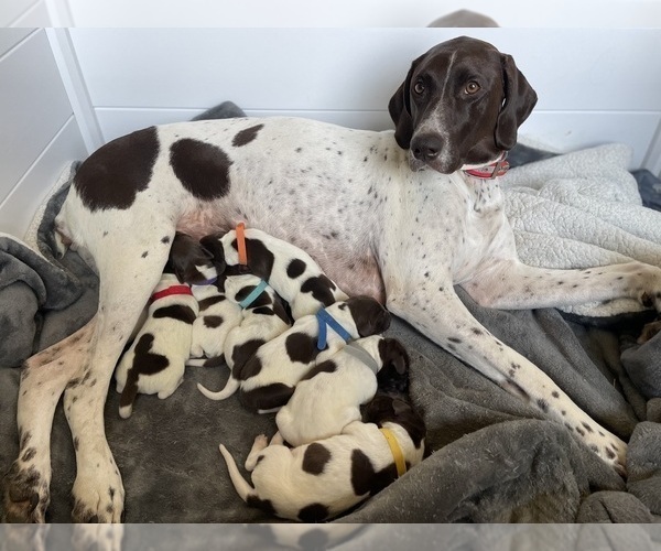 Medium Photo #1 German Shorthaired Pointer Puppy For Sale in AVILLA, IN, USA