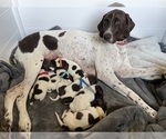 Small German Shorthaired Pointer