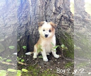 American Eskimo Dog-Unknown Mix Puppy for sale in WAUKESHA, WI, USA