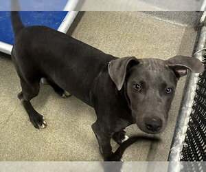 Labrador Retriever-Unknown Mix Dogs for adoption in Sterling, MA, USA