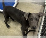 Small Labrador Retriever Mix