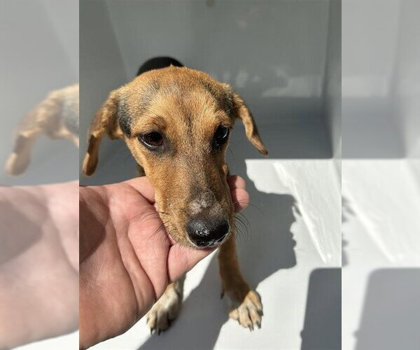 Medium Photo #1 Redbone Coonhound-Unknown Mix Puppy For Sale in Houston, TX, USA