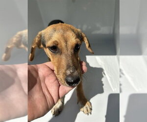 Redbone Coonhound-Unknown Mix Dogs for adoption in Houston, TX, USA