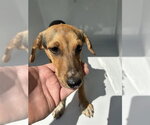 A663674 - Female Redbone Coonhound-Unknown Mix Dog for Adoption - Small photo