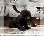 Small #1 YorkiePoo