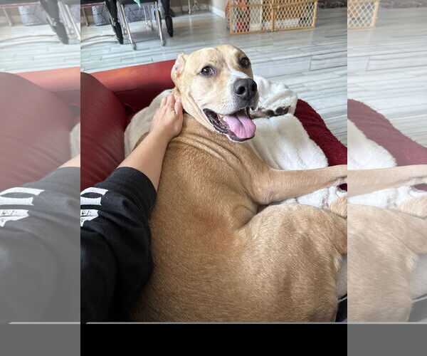 Medium Photo #2 Labrador Retriever Puppy For Sale in Denton, TX, USA