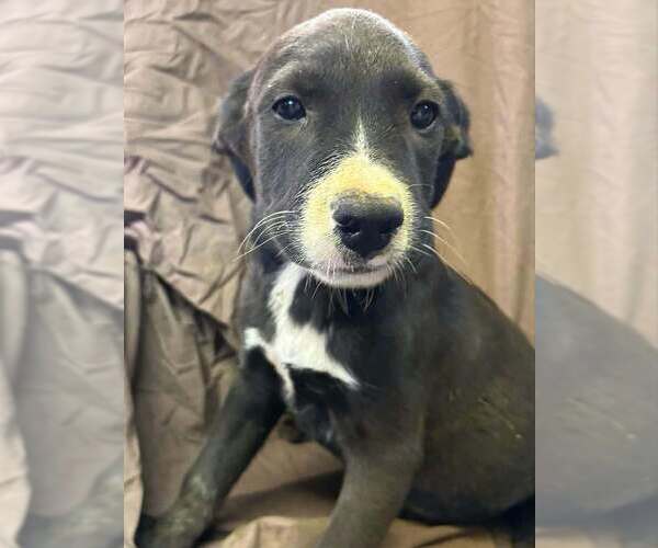 Medium Photo #1 Australian Shepherd-Boxer Mix Puppy For Sale in Aurora, IN, USA