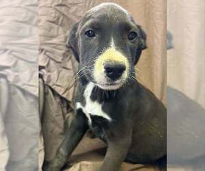 Australian Shepherd-Boxer Mix Dogs for adoption in Aurora, IN, USA