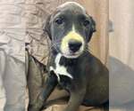 Johnson Rs : Ryder - Male Australian Shepherd-Boxer Mix Dog for Adoption - Small photo