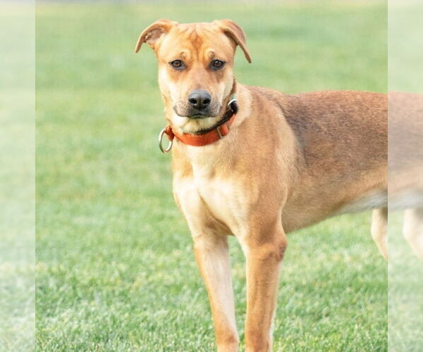 Medium Photo #2  Puppy For Sale in , 