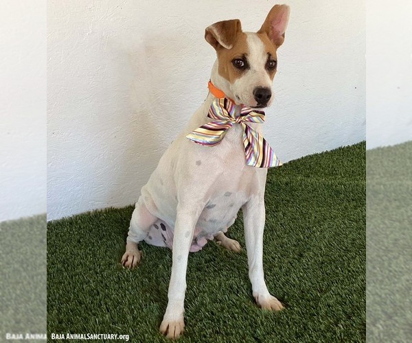 Medium Photo #2 Jack-Rat Terrier Puppy For Sale in San Diego, CA, USA