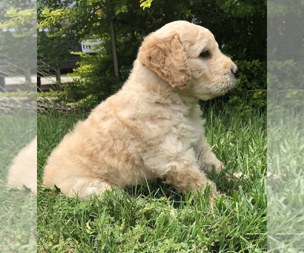 Medium Photo #3 Goldendoodle Puppy For Sale in CEDAR HILL, TX, USA