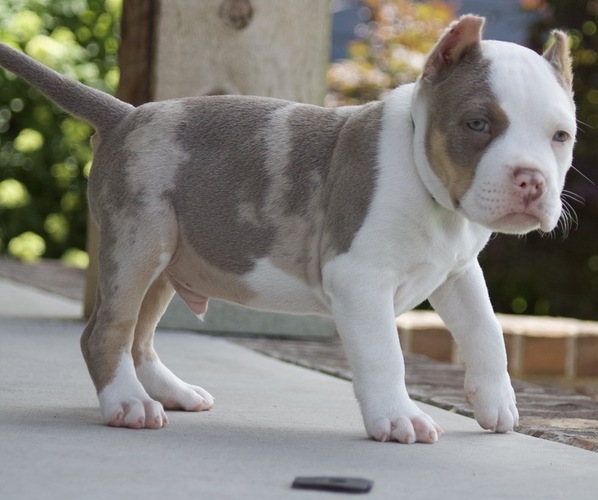 Medium Photo #4 American Bully Puppy For Sale in FRANKLIN, KY, USA
